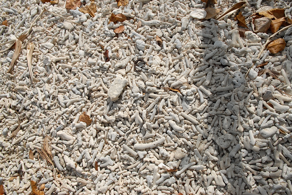 0876 Fitzroy Island.jpg